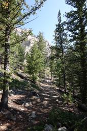 Switchbacks in the forest [sat sep 4 10:37:20 mdt 2021]